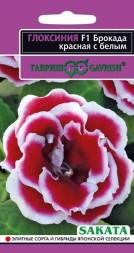 Глоксиния Брокада красная с белым F1 (Гавриш)