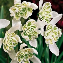 Подснежник Флоре Плено (Flore Pleno)