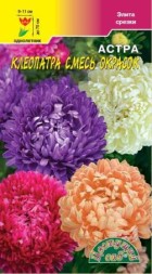 Астра Клеопатра пионовидная  смесь ЦС