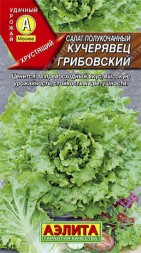 Салат Кучерявец грибовский полукочанный (Аэлита)