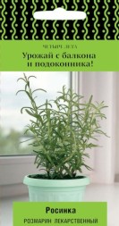 Розмарин лекарственный Росинка (Поиск) Четыре лета