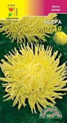 Астра Глория Золотая хризантемовидная ЦС