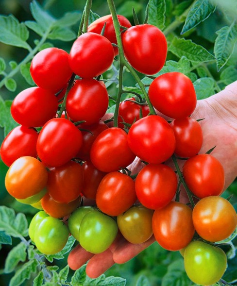 Семена Томат Черри Ира F1 (Семко)