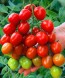 Семена Томат Черри Ира F1 (Семко)