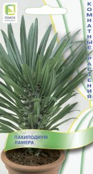 Пахиподиум Ламера (Поиск)