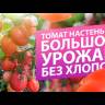 Томат Настенька (Семена Алтая) в интернет-магазине