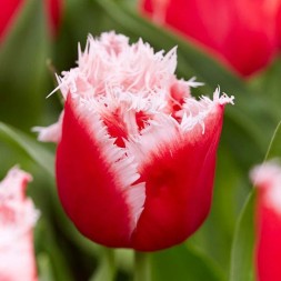 Тюльпан Нью Санта