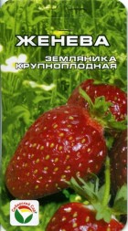 Клубника Женева (Сиб сад)