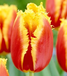 Тюльпан Бахромчатый Давенпорт ( красный с ярко-желтой бахромой)