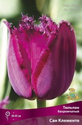 Тюльпан Бахромчатый Сан Клементе ( пурпурно-лиловый)