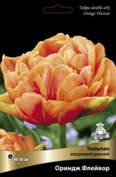 Тюльпан махровый ранний Ориндж Флейвор (оранжевый)