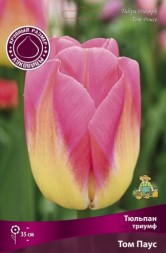 Тюльпан Триумф Том Паус (кремово-жёлтый,позже розовый)