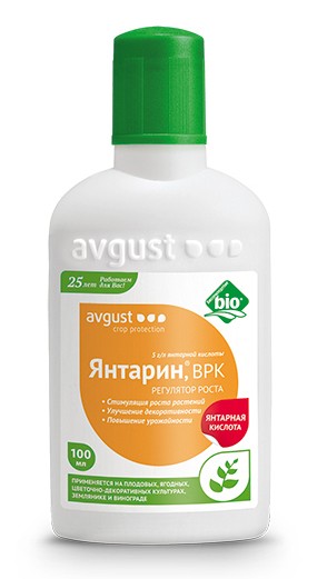  Янтарин 100 м АВ