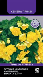 Бегония Энканта Еллоу клубневая ампельная (Поиск)